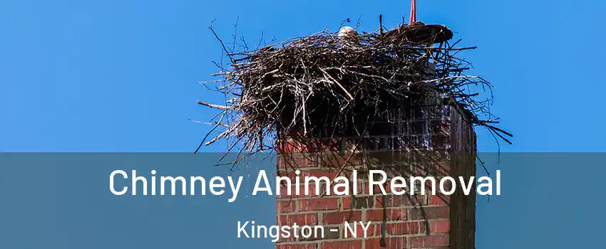 Chimney Animal Removal Kingston - NY