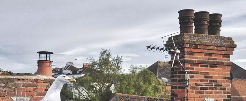Chimney Cleaning And Restoration in Kingston, New York